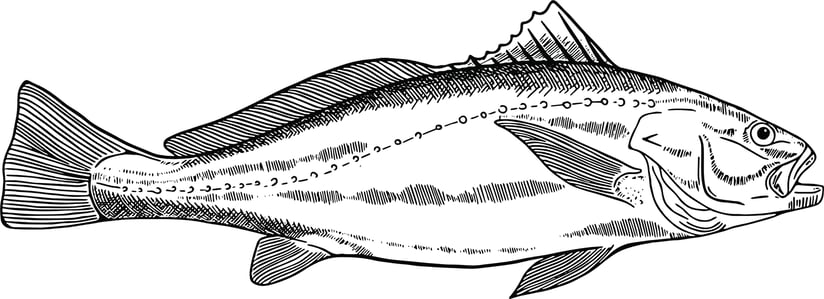 CEFC-Mulloway-illustration