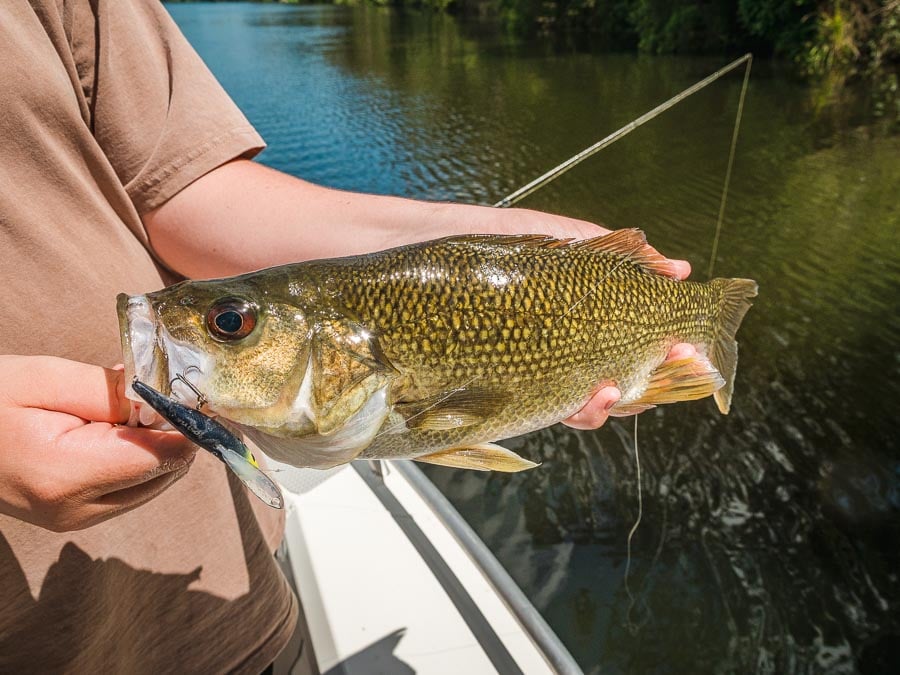 bass_castaway_estuary_fishing_charters