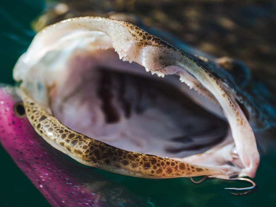 castaway estuary fishing charters big flathead jaws