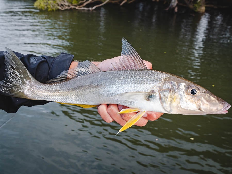 castaway estuary fishing charters mulloway-6