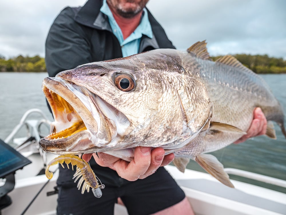 estuary-fishing-jewfish-soft-plastic-1