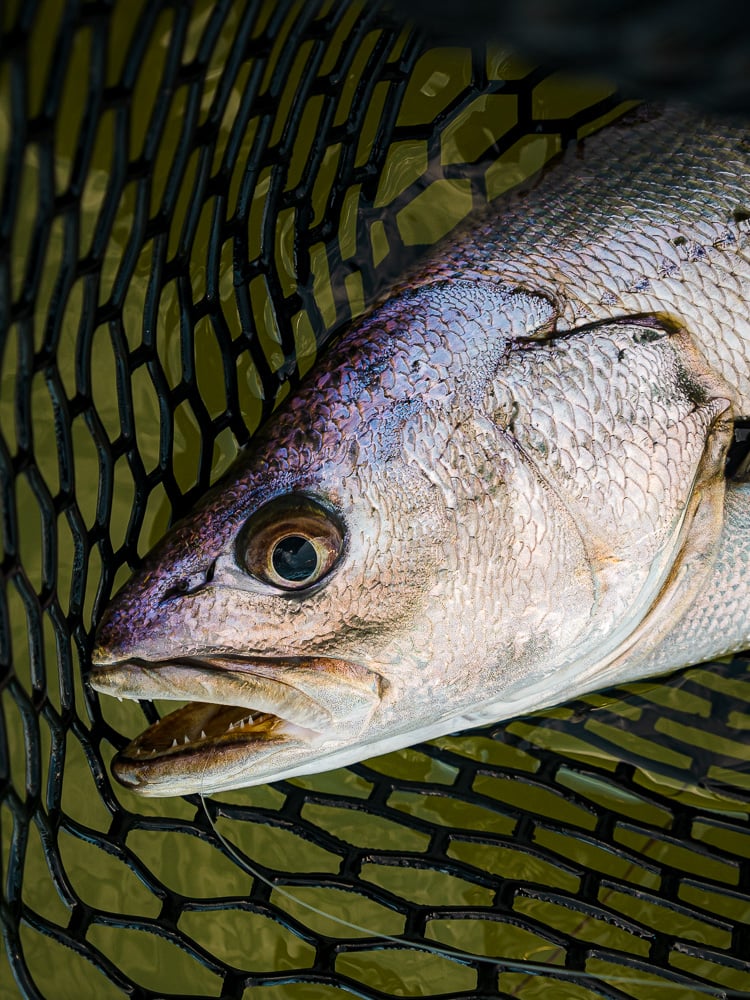 estuary-fishing-jewfish-soft-plastic