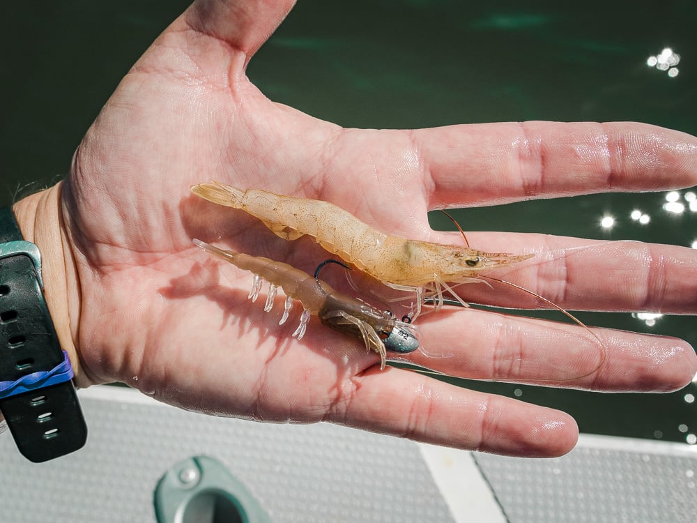estuary-fishing-lure-soft-plastic-prawn